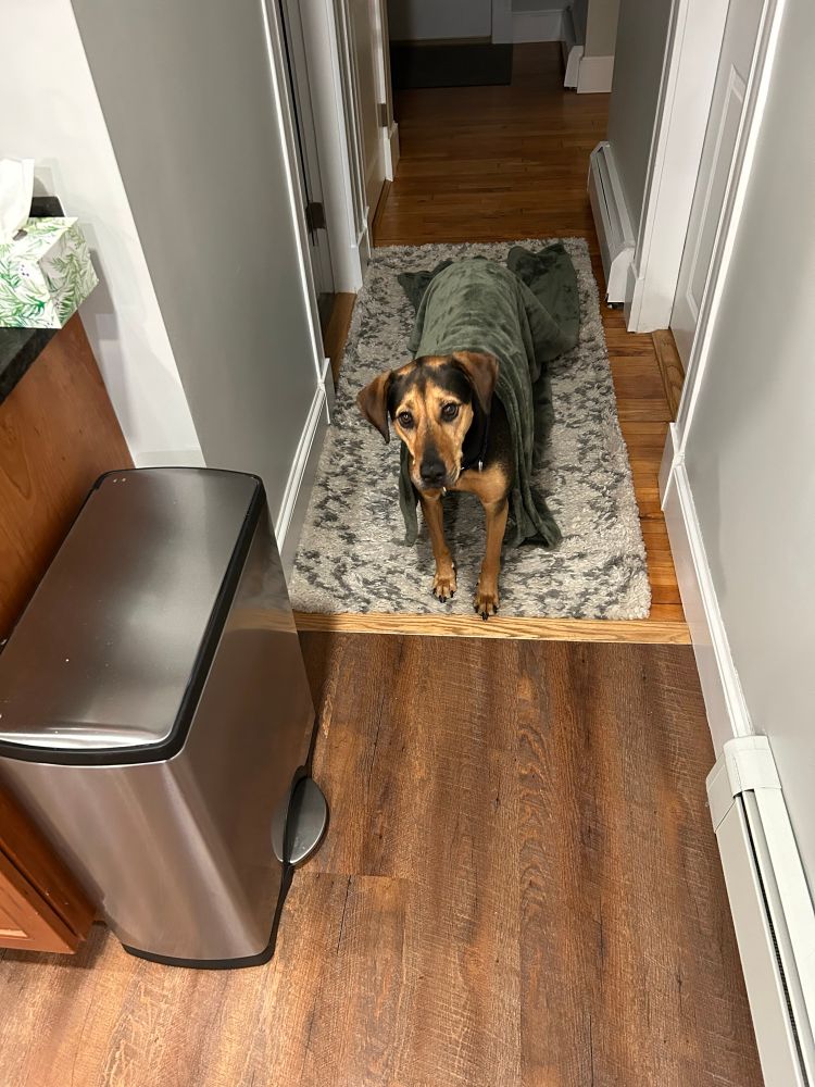 Hound dog wearing a blanket