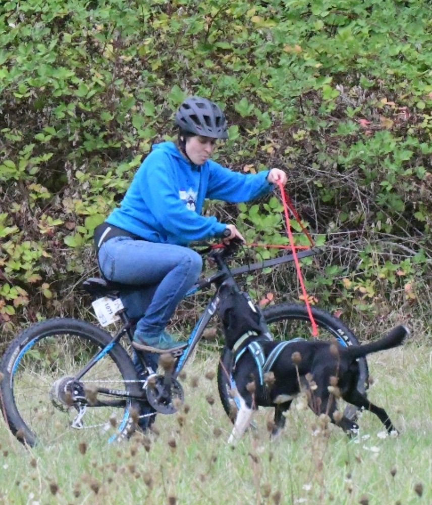 A black and white dog in a blue harness is barking at a person on a bike. The person on the bike is looking down at the dog with what I hope is a patient expression but honestly he is very loud and silly. The dog is attached to the bike to do the sport called bikejoring.