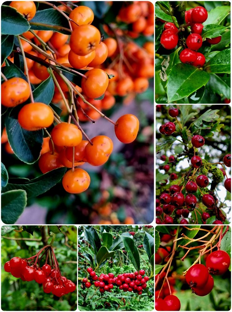 Ondersteund door obs, denk ik, links boven: vuurdoorn; rechts er naast: hulst: daaronder: eenstijlige meidoorn en de onderste rij van links naar rechts: 1) gelderse roos, 2) dit lijkt op hulst maar ik mis de hulst blaadjes, 3) de besjes lijken op eenstijlige meidoorn maar de blaadjes lijken op vuurdoorn...zeg t maar..