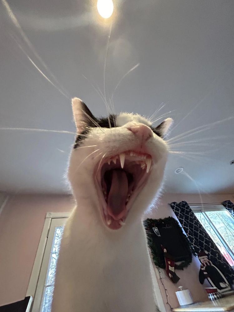 gato gritando porque quiere jugar dnd