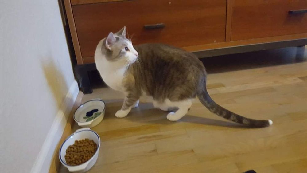 A very cute grey and white cat, with darker grey stripes on his tale and white paws, looks over his shoulder. The camera is facing his side. He is standing in front of his food and water dishes, with a dresser behind him.