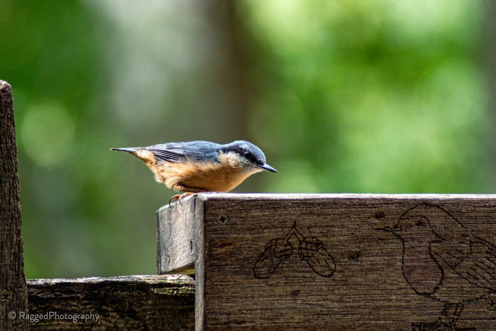 A nuthatch on a wooden bird feeder tray.