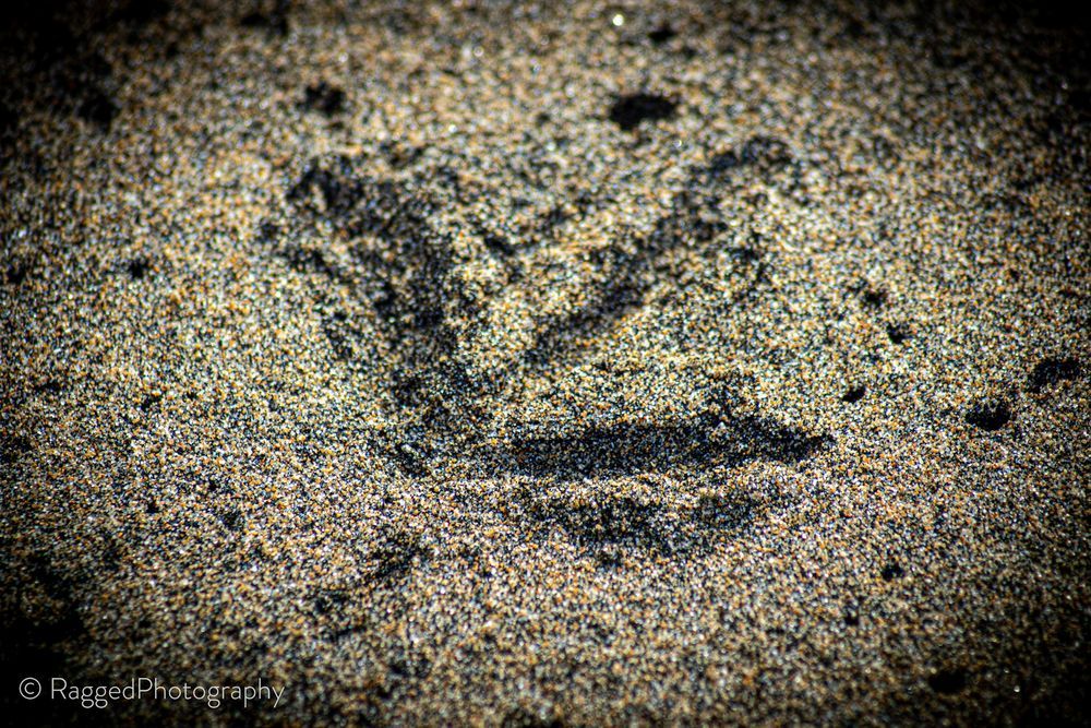 Kiwi bird footprint in the sand