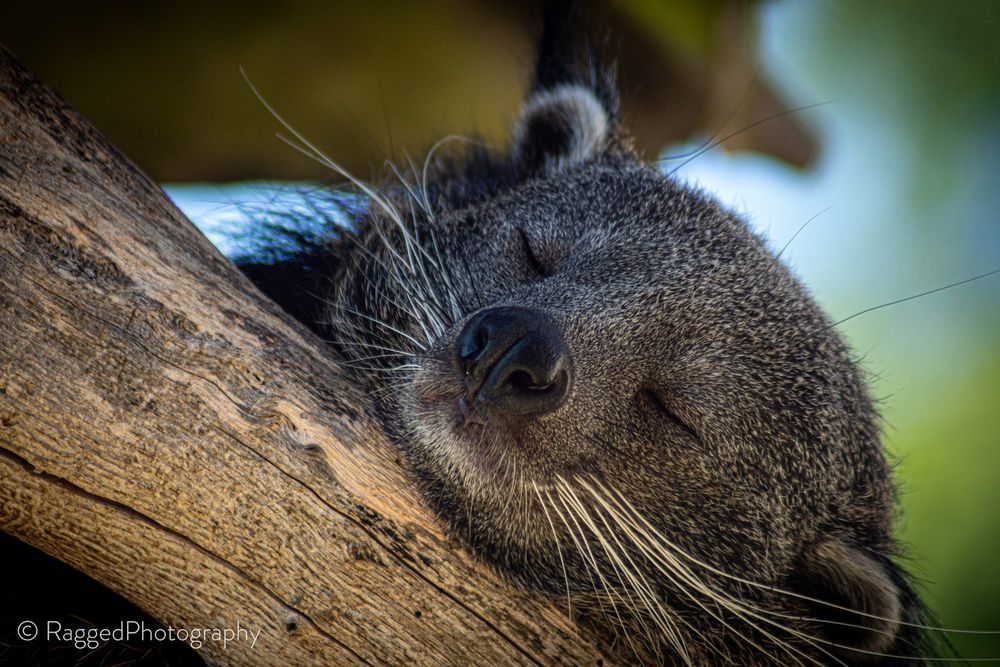 A sleeping Binturong on a log