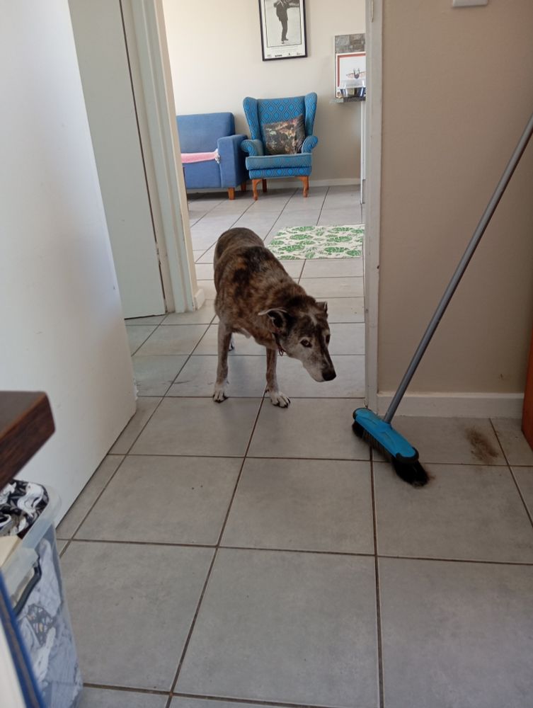 An elderly stripey brindle dog stares at me askance from the doorway of my office.