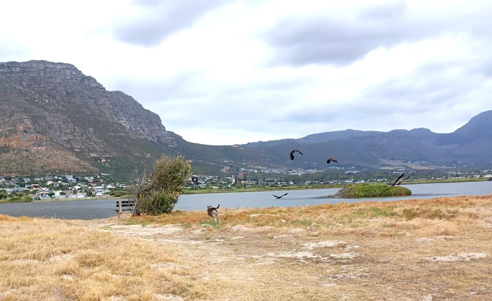 A landscape - yellow grass, a body of water, some mountains in the background - in which a stripey brindle dog is chasing birds as they take off en masse