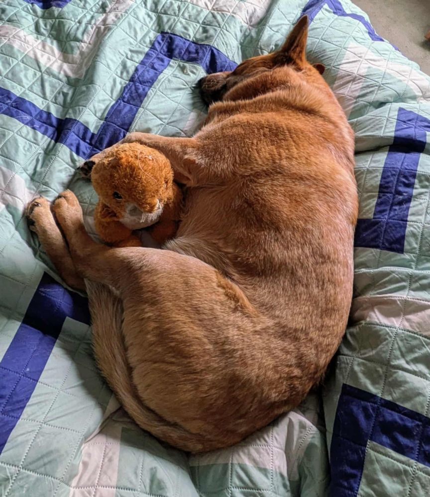Two orange friends. One has seen some things.