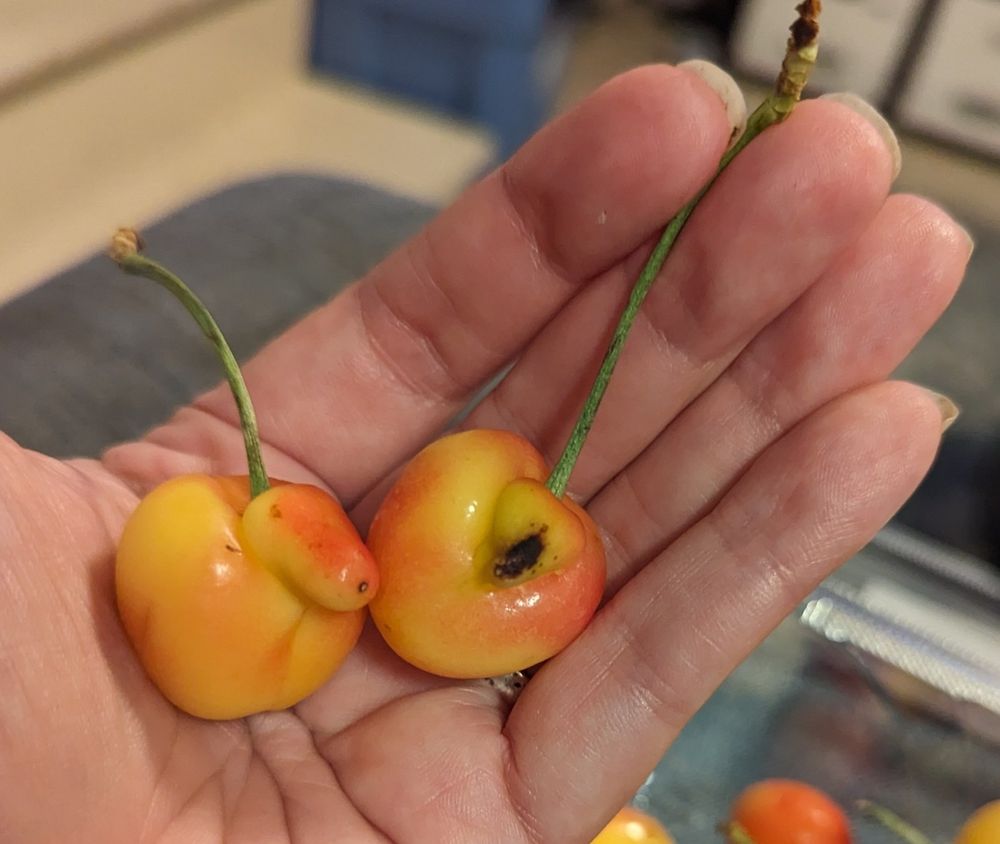 Cherries that look naughty. 