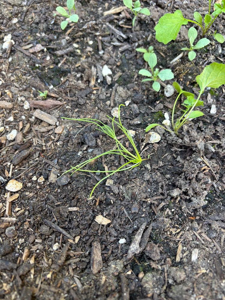 A tiny seedling with long pine-needle like fronds 