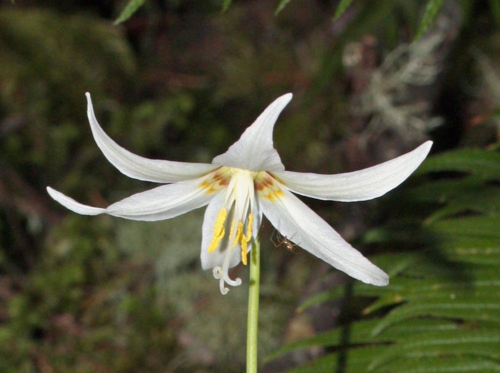 Giant White Fawn Lily Seeds (Erythronium oregonum)