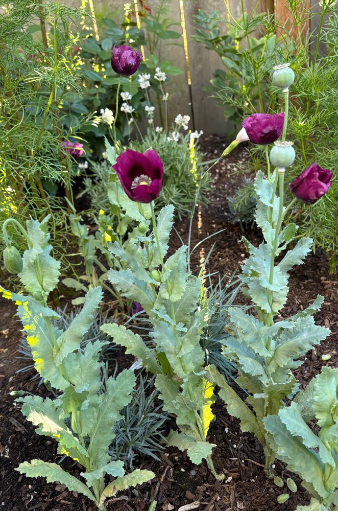 Purple breadseed poppies in bloom with a few fat seed heads 