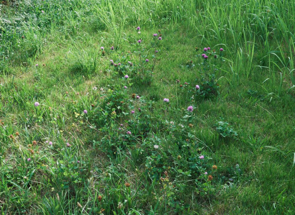 所沢山口団地　ベランダ側中庭の芝と、そこに点々と咲く紫のアザミ