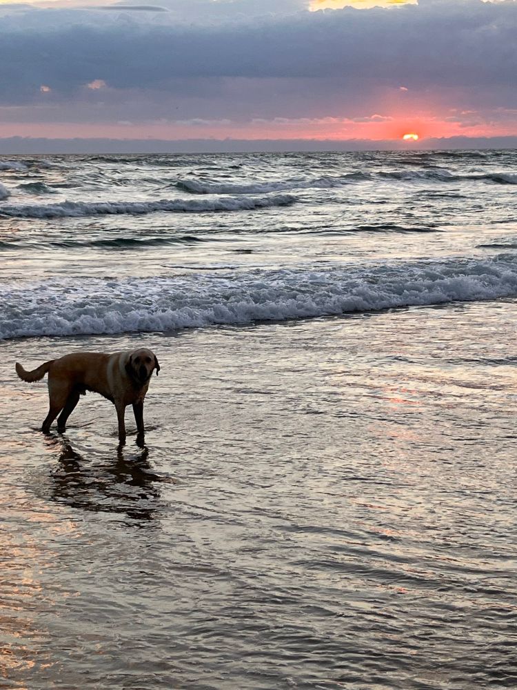 Charlie in the water with the sun rising over a very messy surf.