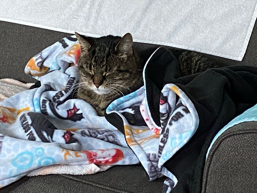 Tonks, tabby cat, on a fleece blanket. One side black the other How to train your dragon print.