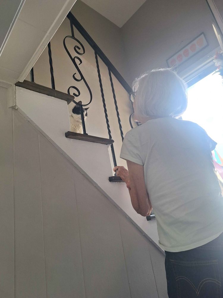 My mother in law looking at a little black and white cat who is at eye height because she's sitting on the stairs 