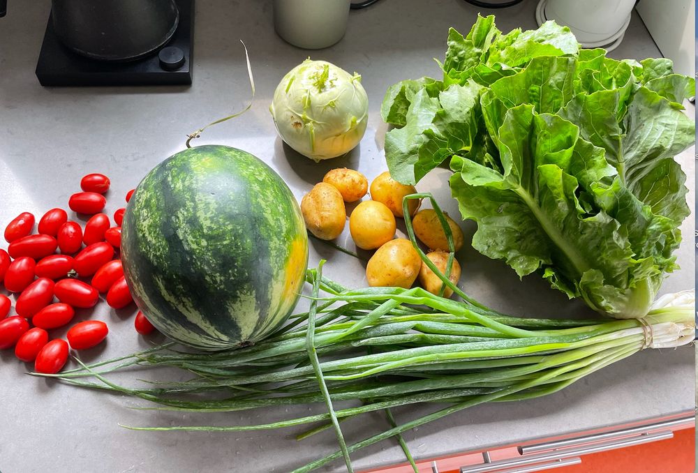 Cherry tomatoes, whole watermelon, kohlrabi, new potatoes, lettuce, & scallions on a grey counter. Yum!!