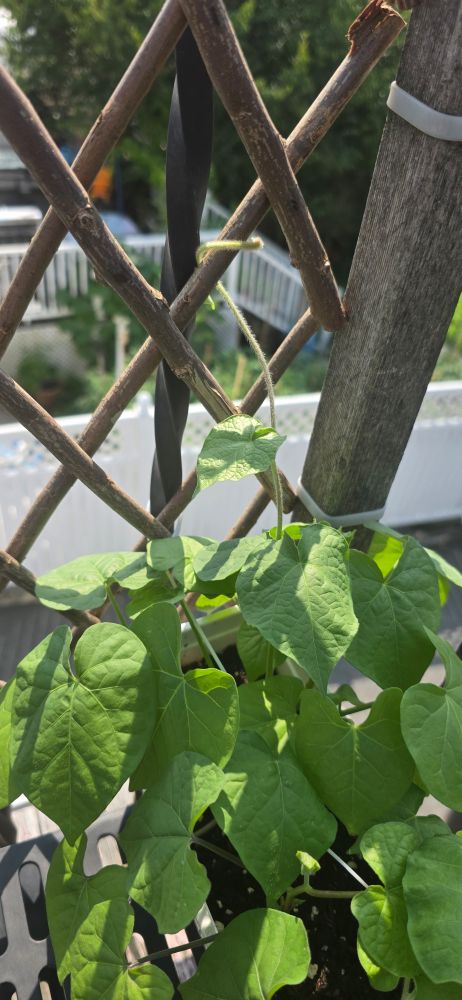 A willow branch, diamond shaped lattice fills the upper half of frame, overlooking a yard of a neighboring backyard blurred behind a white fence. In the lower half of the frame, a thick pile of wide, green heart shaped leaves is in dappled sunlight. There is a thin, curly vine shooting from the leaves, attaching itself for the first time to the willow lattice above to climb