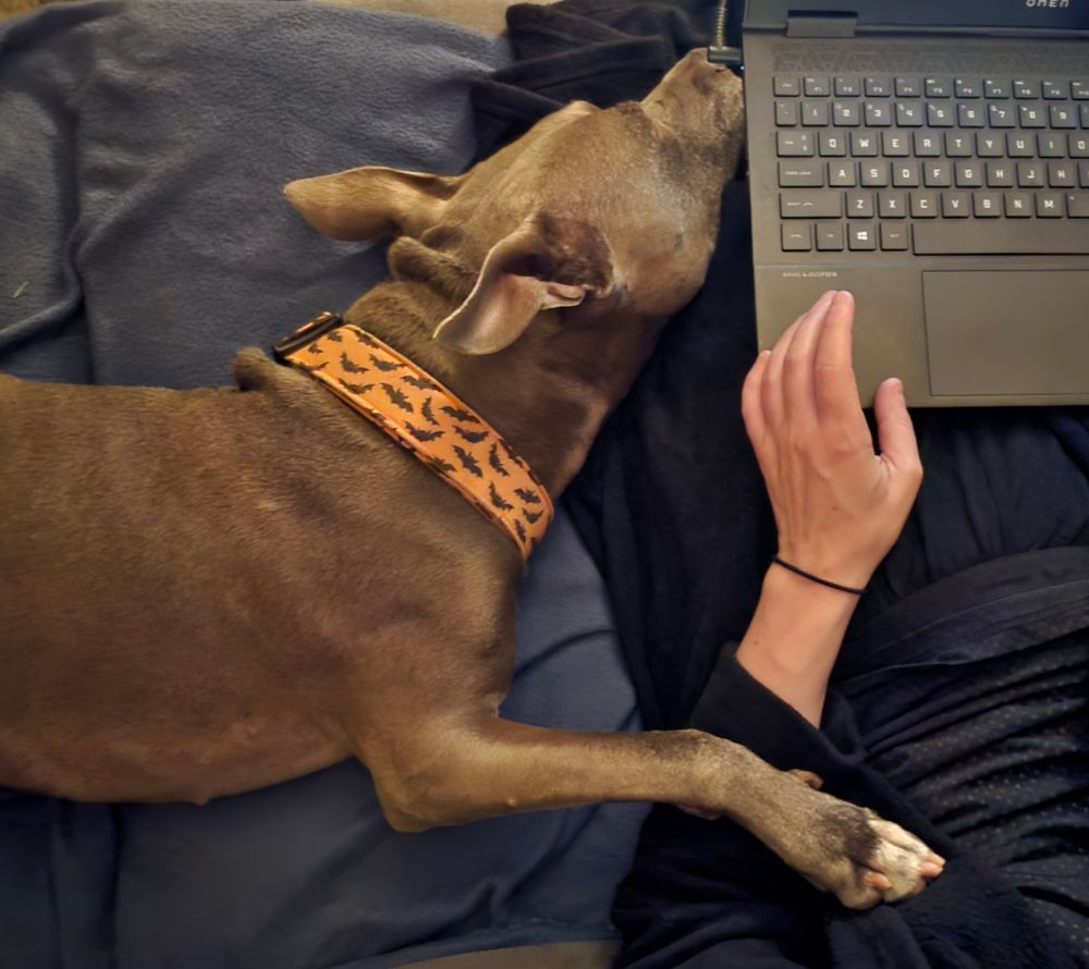 A gray pit bull viewed from above, sleeping on a blue blanket and draped over the arm and lap of a black clad figure whose hand hovers over the bottom left corner of a laptop. 