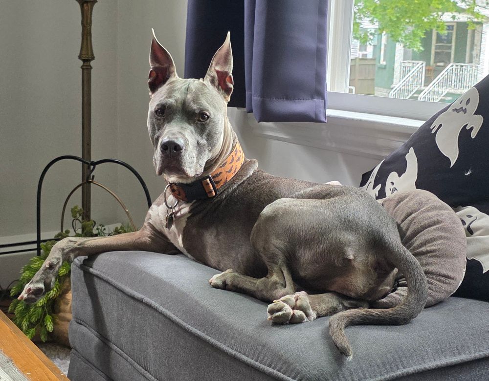 A photo of a lean gray pit bull with upright pointed ears and an orange collar decorated with bats, staring with neutral skepticism at the camera as it reclines on a large gray ottoman on a pillow covered with cartoon ghosts, in front of a window overlooking a tree lined street. No, you're not imagining that the dog is missing its left foreleg. 