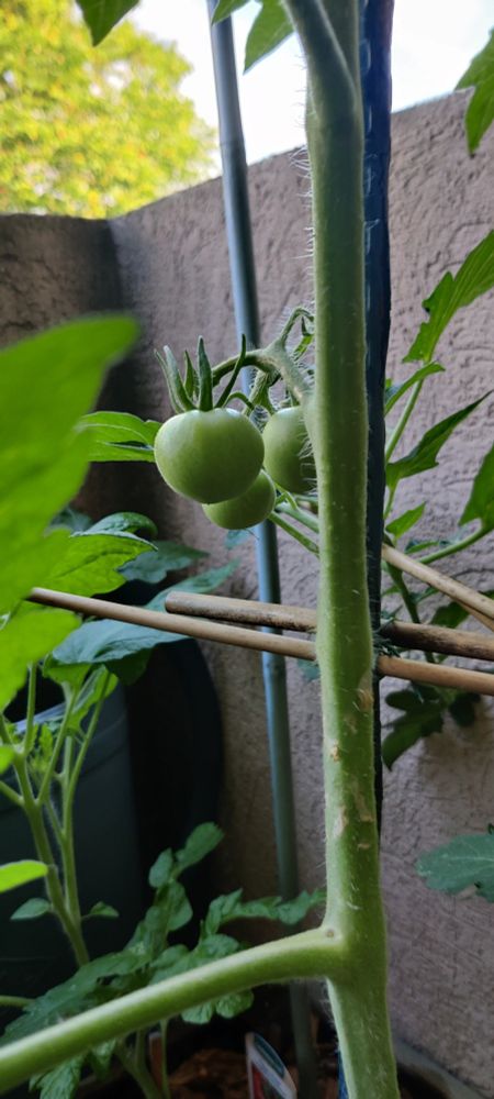 Première tomates sur tige