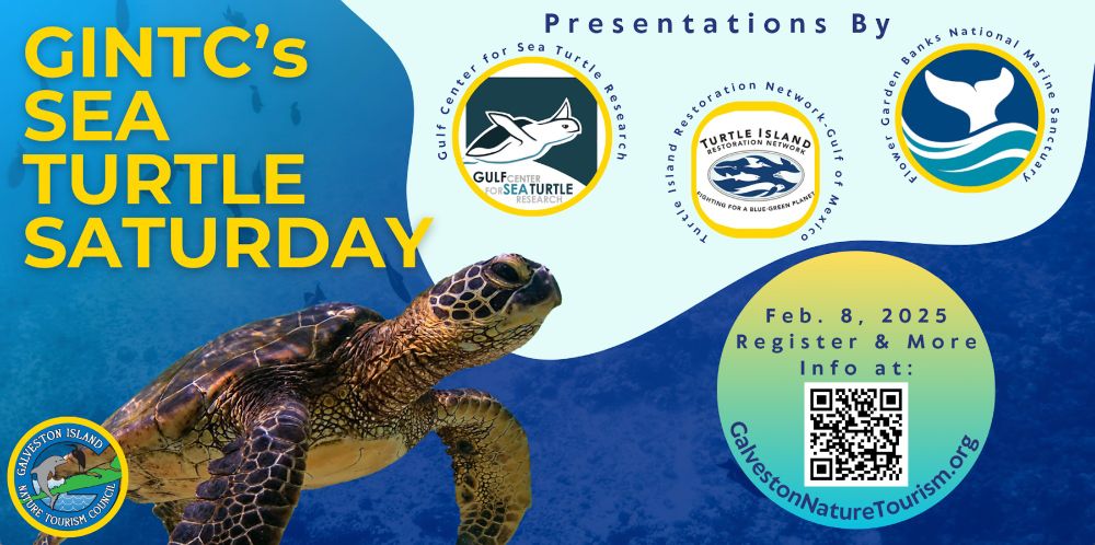 Flyer for Galveston Island Nature Tourism Council's Sea Turtle Saturday, with presentations from the Gulf Center for Sea Turtle Research, TIRN, and Flower Garden Banks, National Marine Sanctuary. The event is on February 8th, 2028, and the image includes a QR code to the registration site. Visit GalvestonNatureTourism.org for more information.