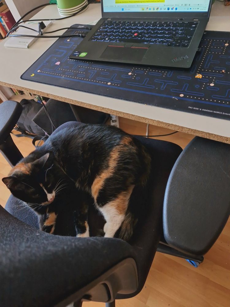 A cat on an office chair.