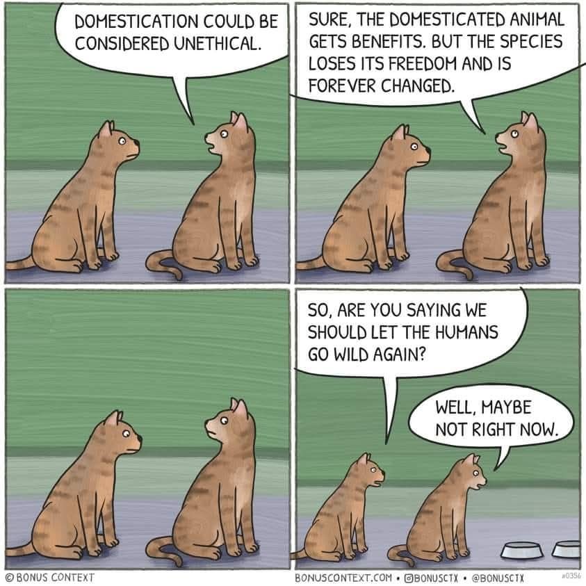 Four frame cartoon - two cats in conversation.
First Frame
Cat 1: "DOMESTICATION COULD BE CONSIDERED UNETHICAL"
Cat 2: [Listens]
Second Frame:
Cat 1: "SURE, THE DOMESTICATED ANIMAL
GETS BENEFITS. BUT THE SPECIES LOSES ITS FREEDOM AND IS FOREVER CHANGED"
Cat 2: [Listens]
Third Frame:
[Cats look meaningfully at each other]
Fourth Frame:
Cat 2: "S0, ARE YOU SAYING WE SHOULD LET THE HUMANS GO WILD AGAIN?"
[Cats 1 & 2 look at empty food bowls]
Cat 1: "WELL, MAYBE NOT RIGHT NOW"
