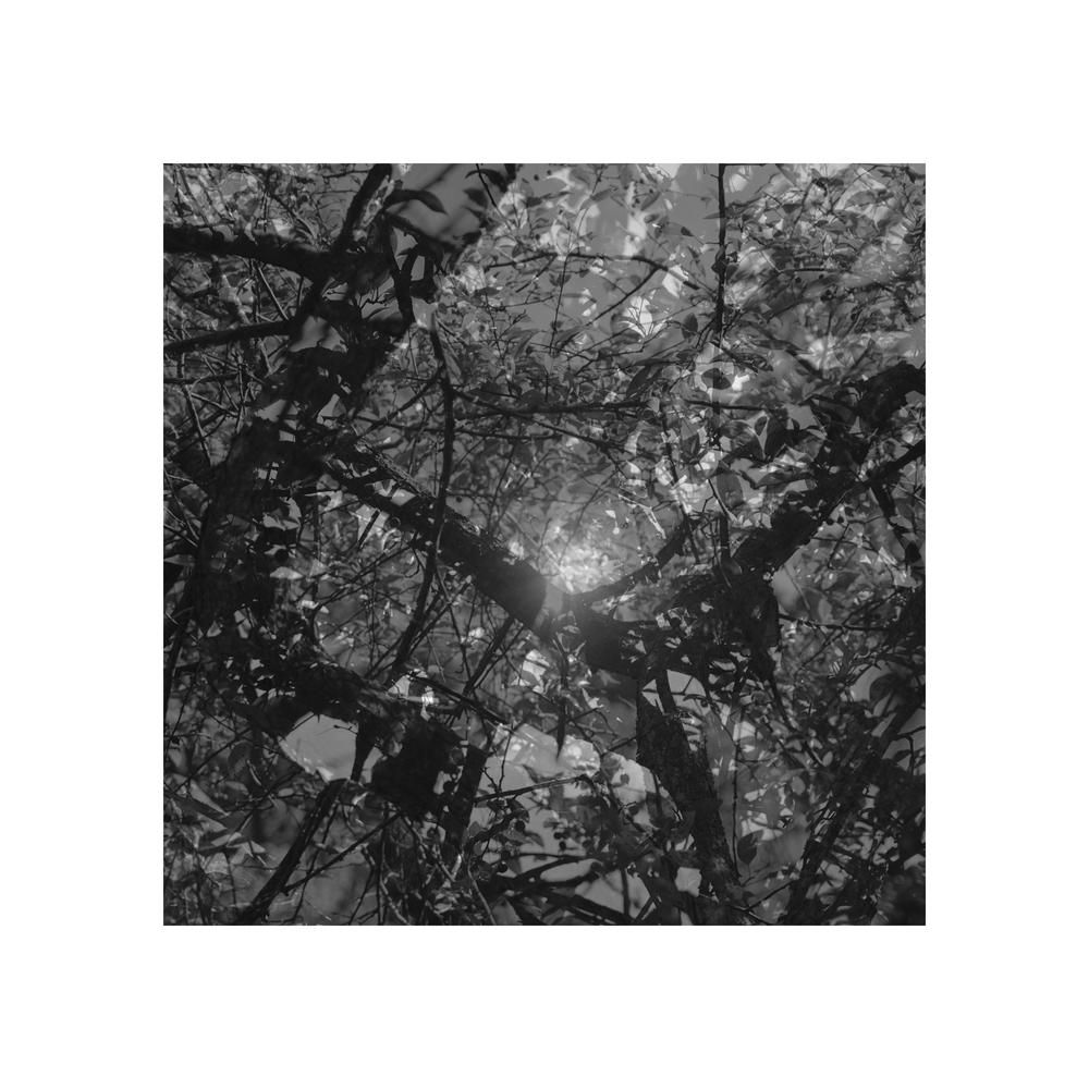 Double exposure of tree branches with sun shining through. Dark and moody abstract in black and white.