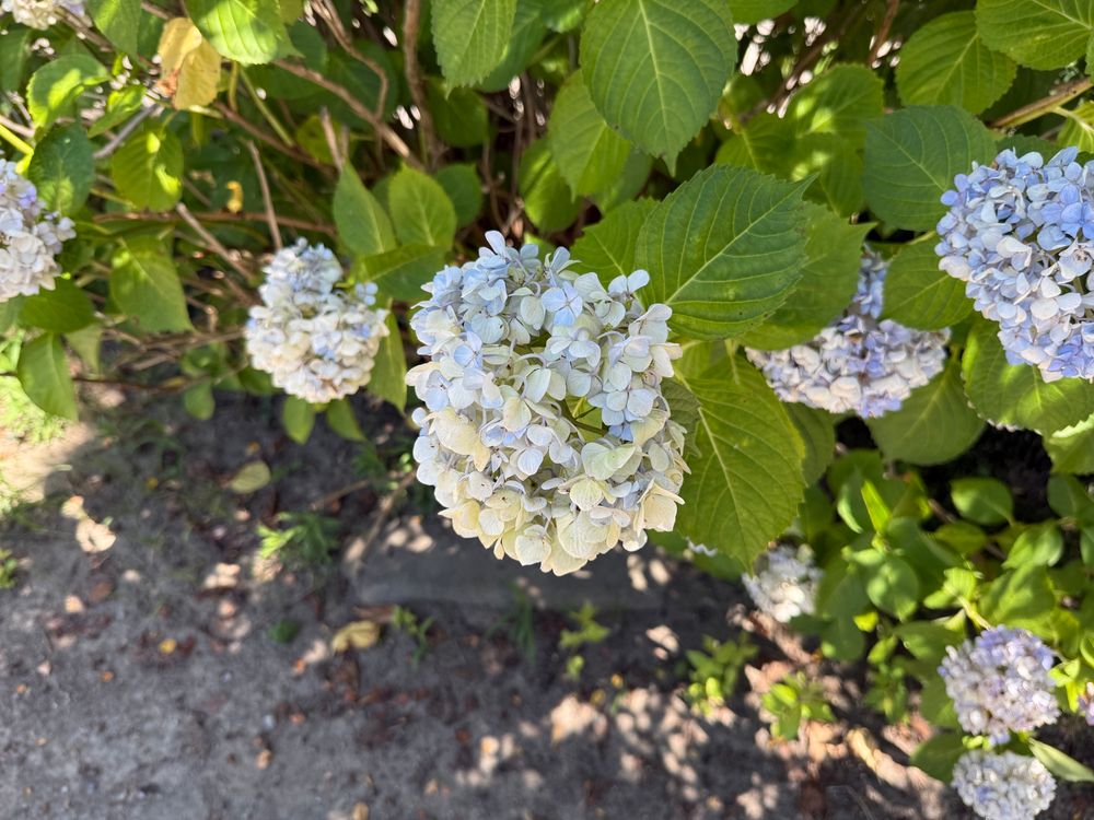 紫陽花、木漏れ日の中。