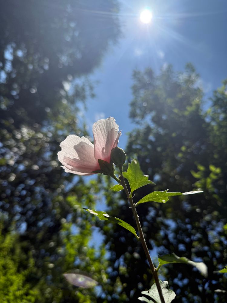 炎天の空　薄桃色の芙蓉の花