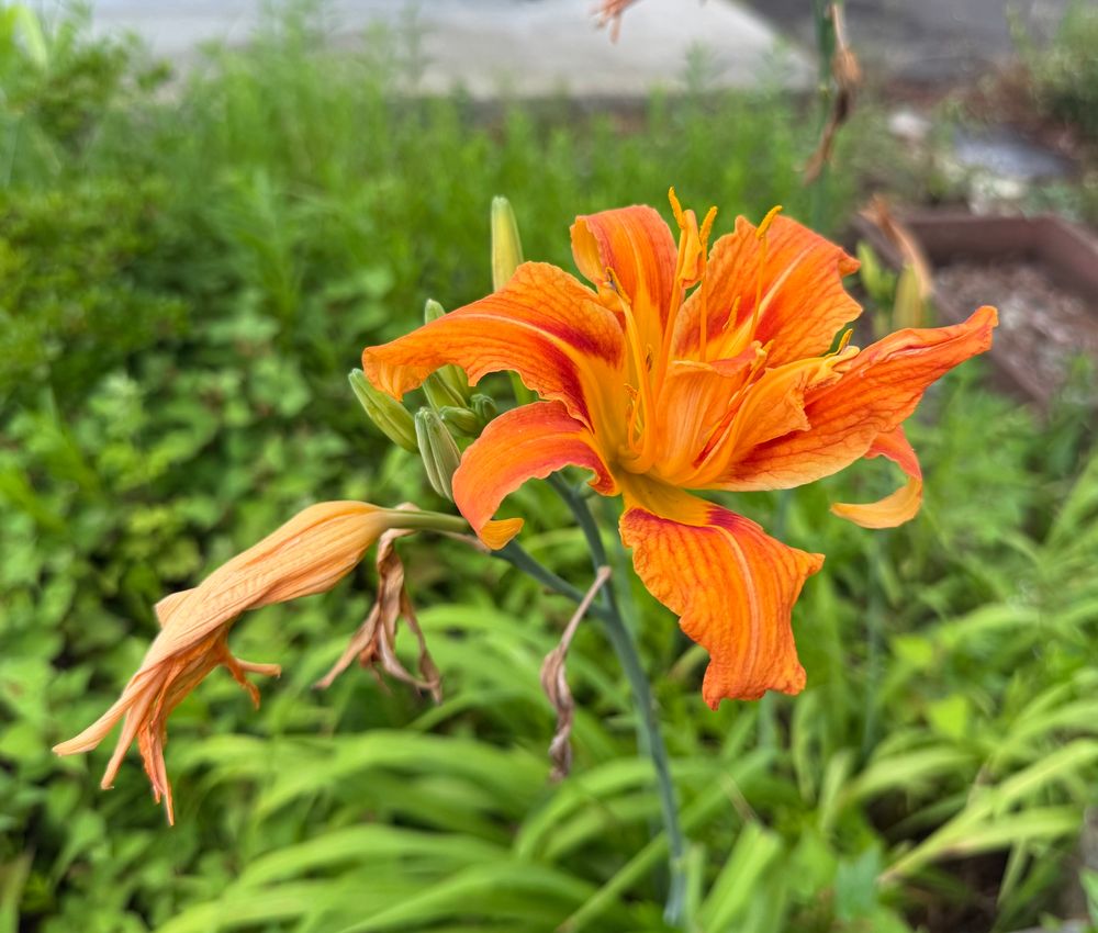 忘れ草（ヤブカンゾウ）の花。