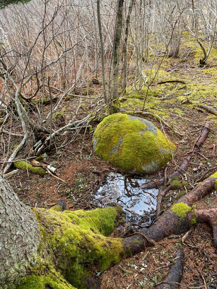 Greeeeeeeen mossssssss