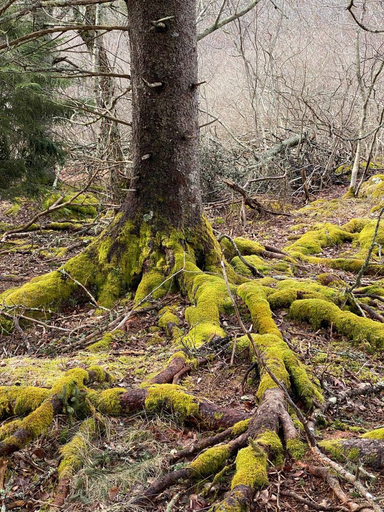 Mossy covered roots on pine