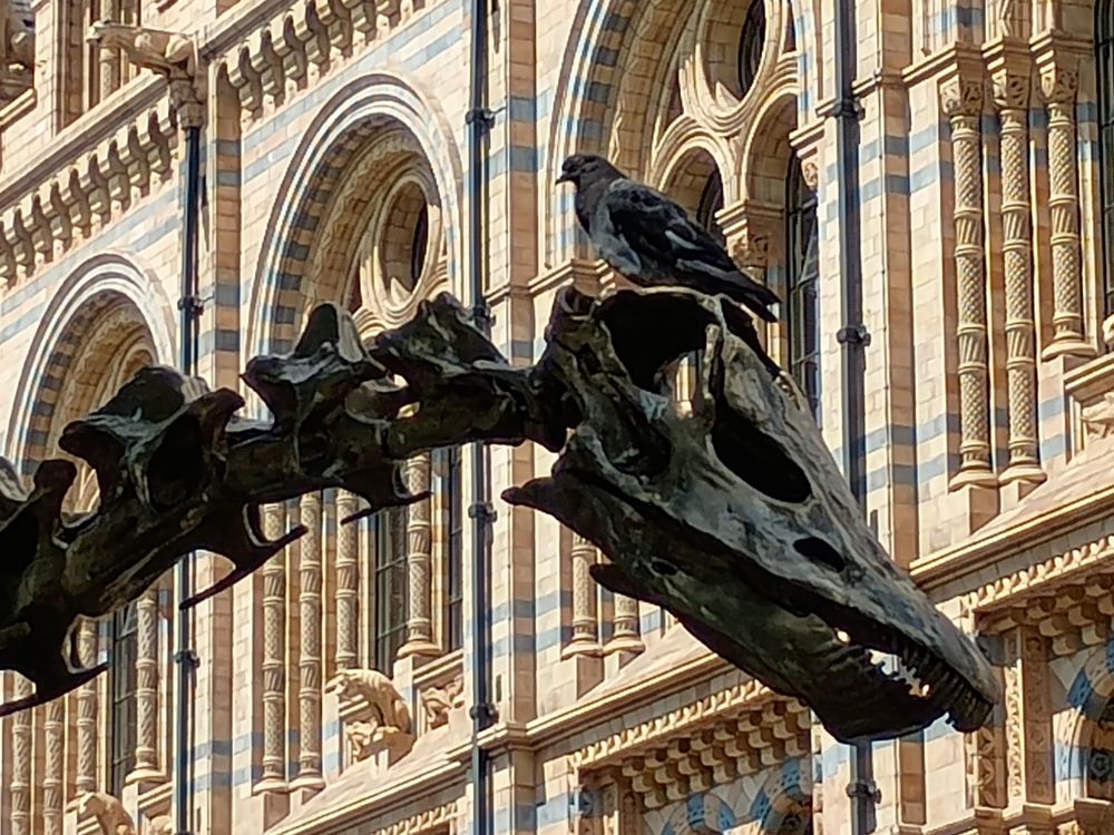 A feral pigeon sitting on top of a dinosaur skull