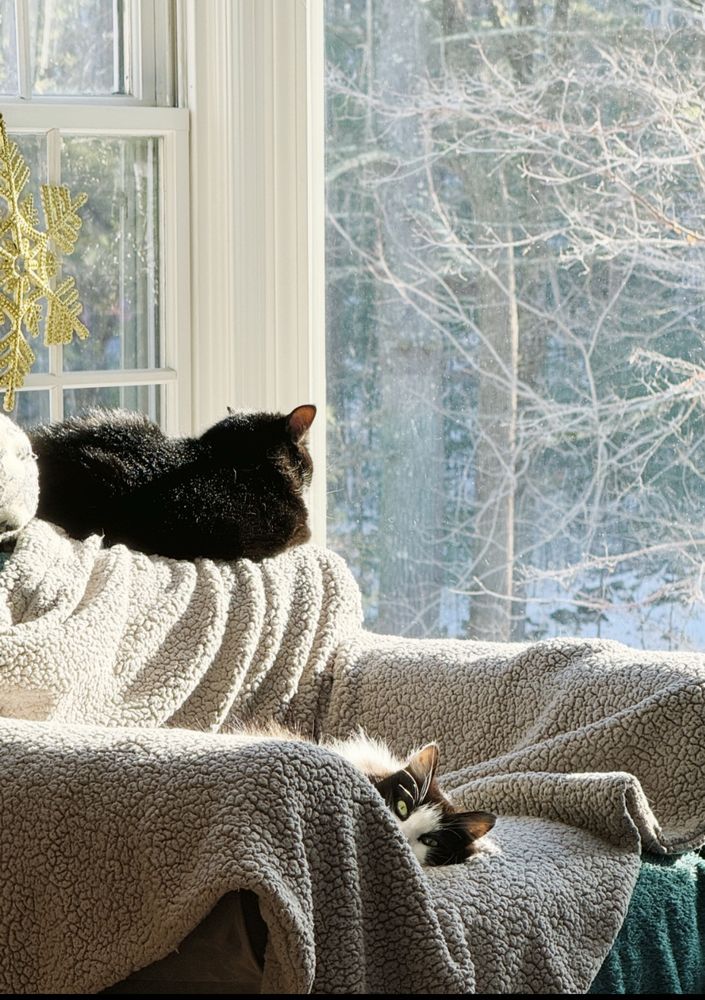 two black and white cats on a grey chair with a winter background