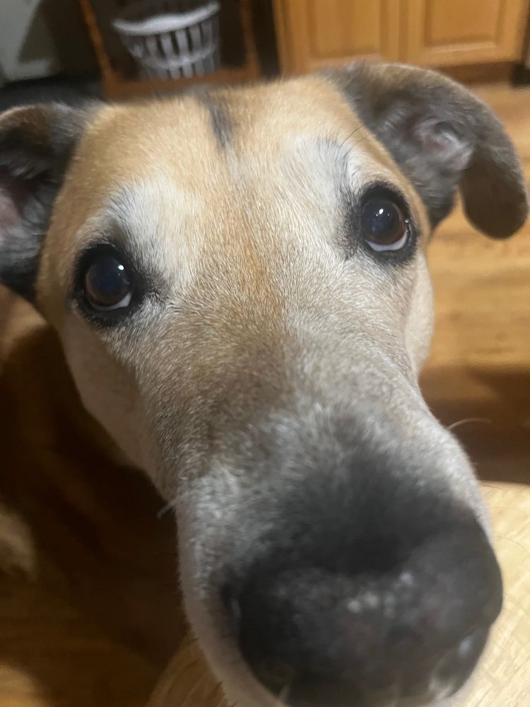 Brown and white dog, extreme close up. 