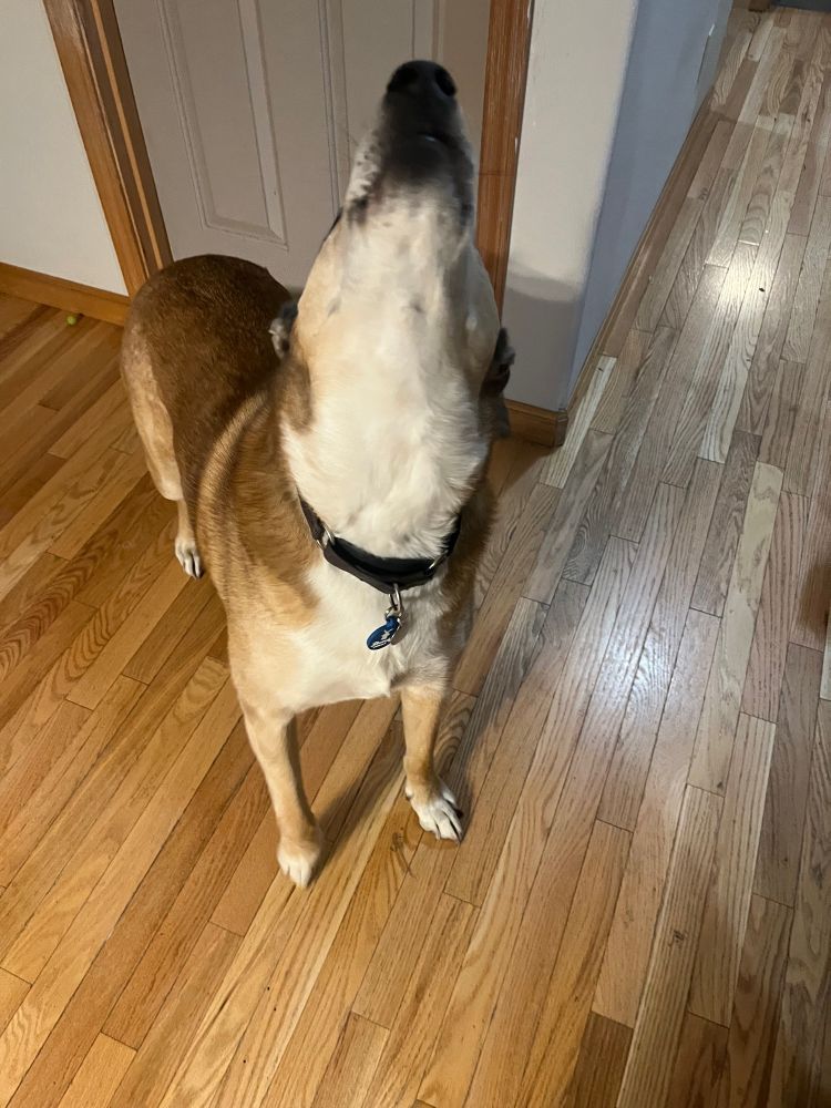 Brown and white dog howling. Face pointed straight up. 