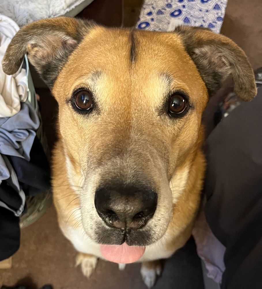 Brown and white dog looking up and sticking out the tip of his tongue. 