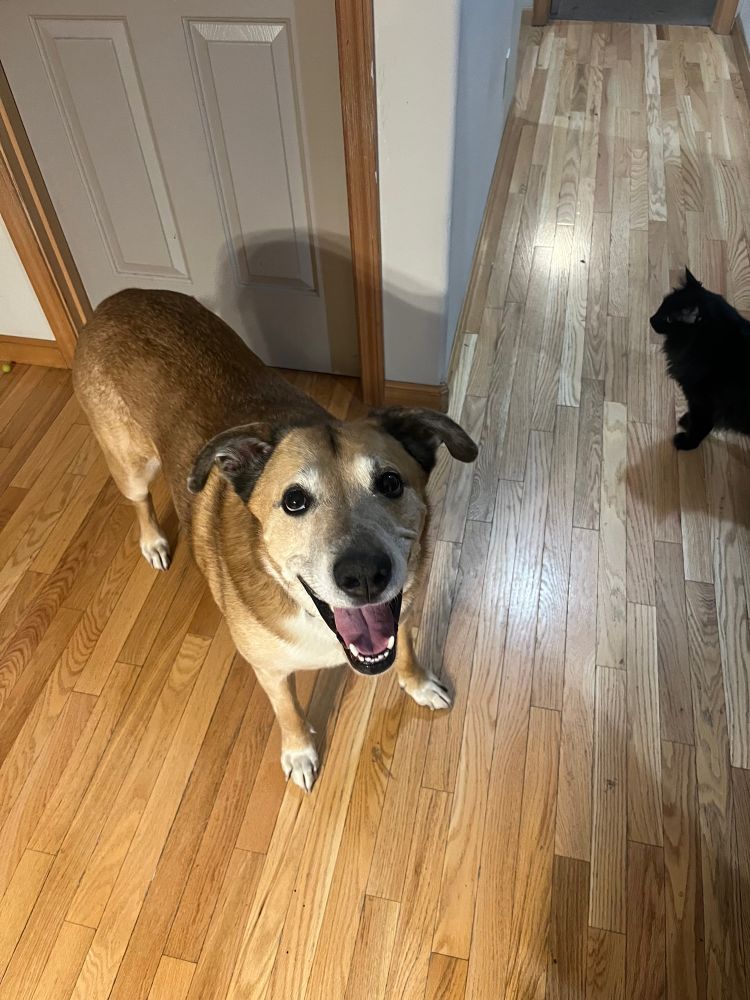 Brown and white dog looking up with an open mouthed dog smile. 
