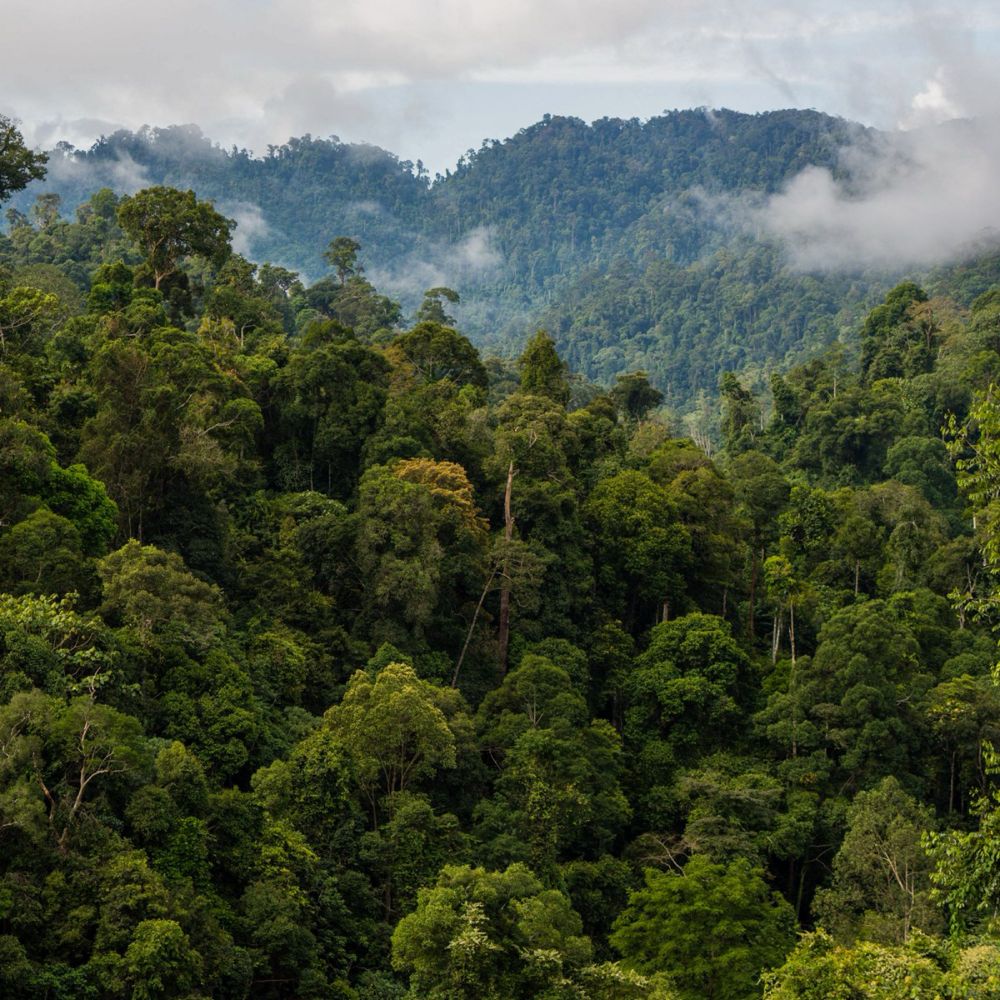 Sow a seed – rainforest restoration research | slu.se