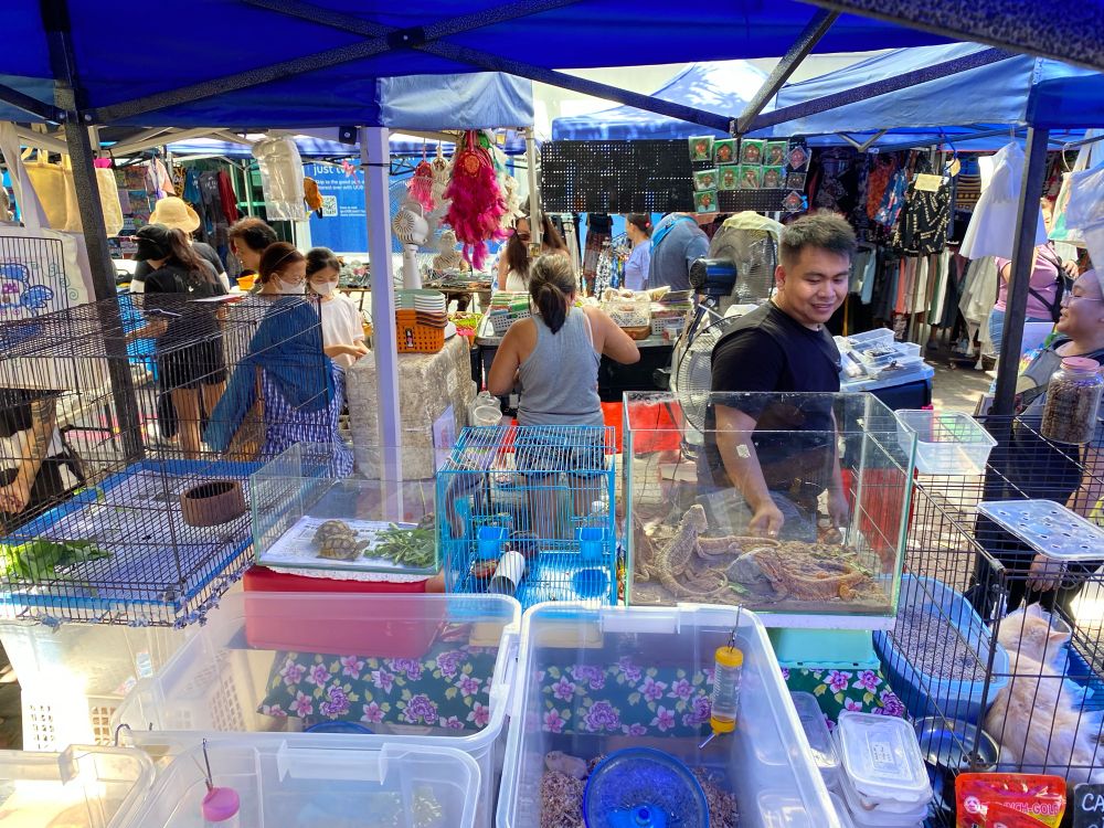 In a regular market in Kota Kinabalu. Among hats and sarongs. Turtles, tortoises, hamsters and bearded dragons.  