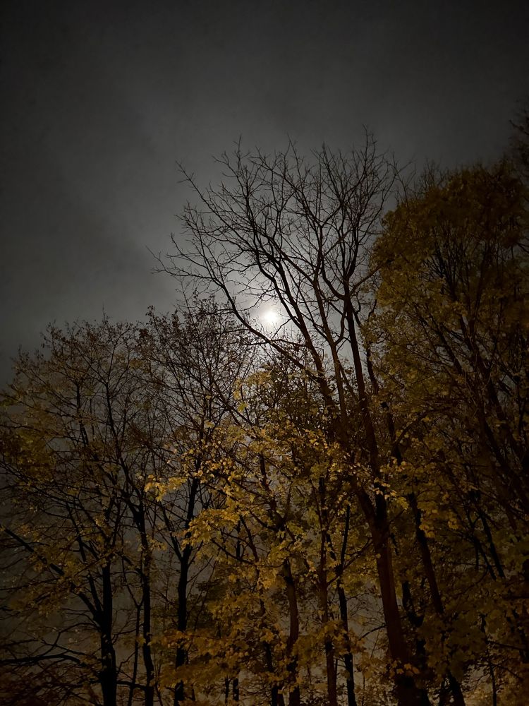 A night shot of an almost full moon between tree branches, its light suffused across the night sky creating a silver gradient. There are still golden leaves visible in the moonlight.