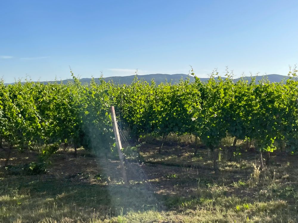 Grape vines in rows under a blue sky with hills in the distance.