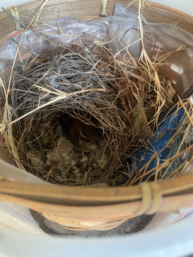 Baby wrens in a nest.