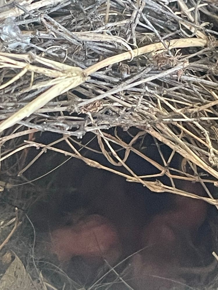 Baby wrens pre feathers!