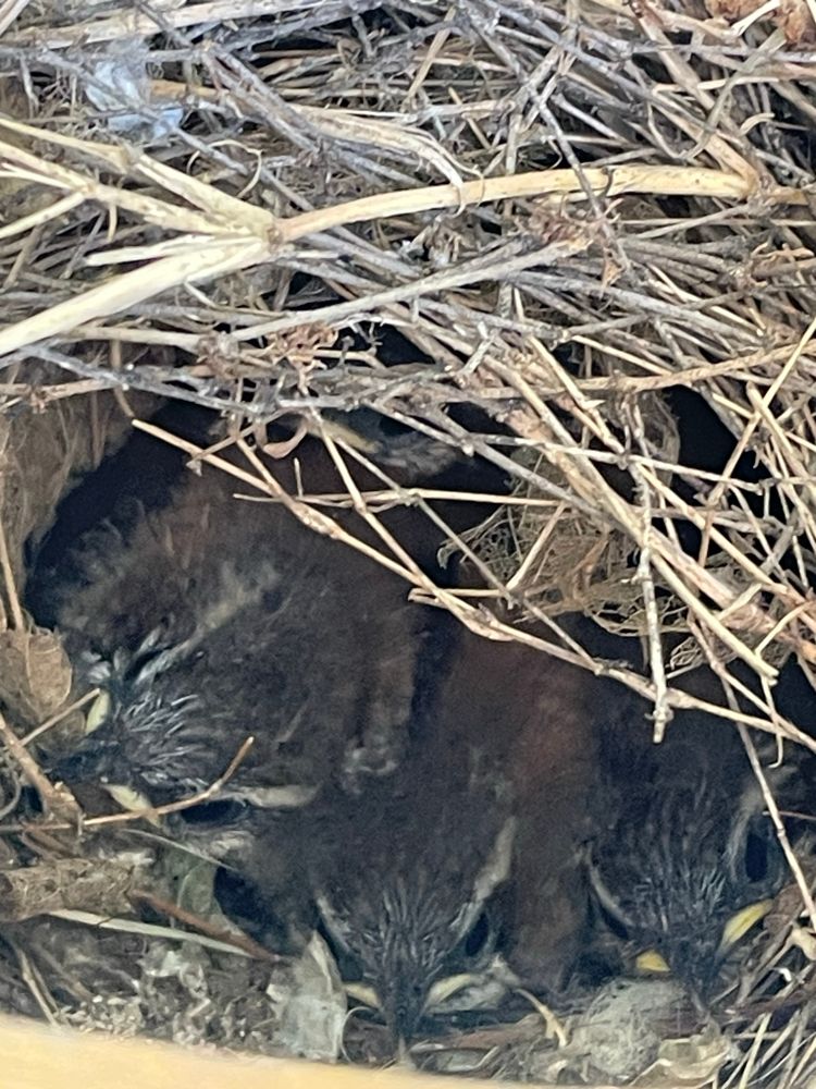 Baby wrens!