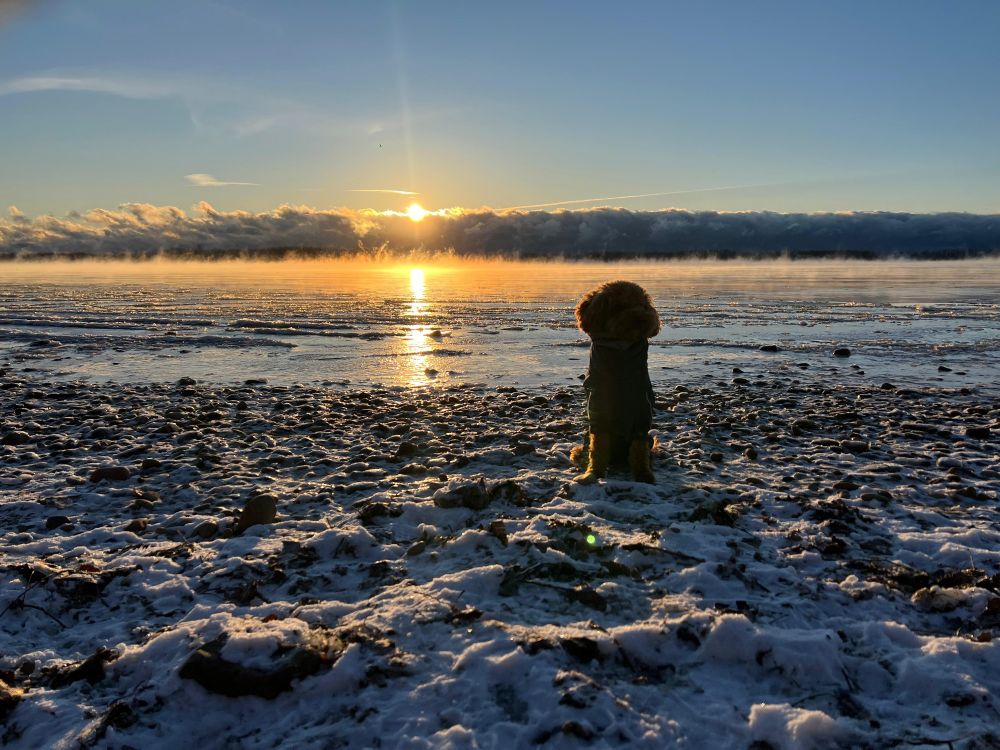 Sun rising above clouds caused by water vapor rising off Lake Ontario. Dog silhouette in foreground on ice.