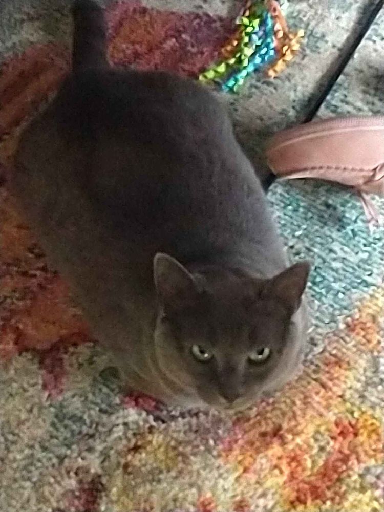 A picture of a small grey cat loafing on the ground