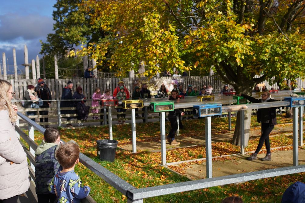 Spectators watch ferrets race along tubes at shoulder height above the ground