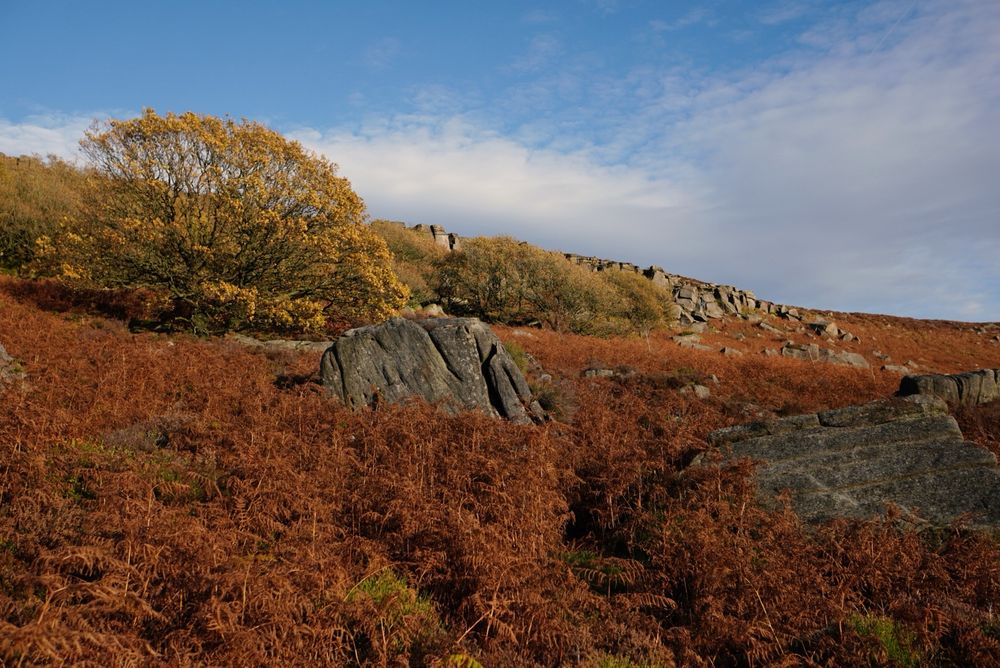 An autumn tree with yellow foliage in front of a rocky edge. Orange bracken in the foreground and tumbled boulders